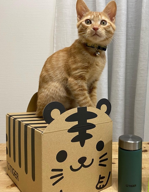 タイガーオンラインストアのかわいいダンボール箱